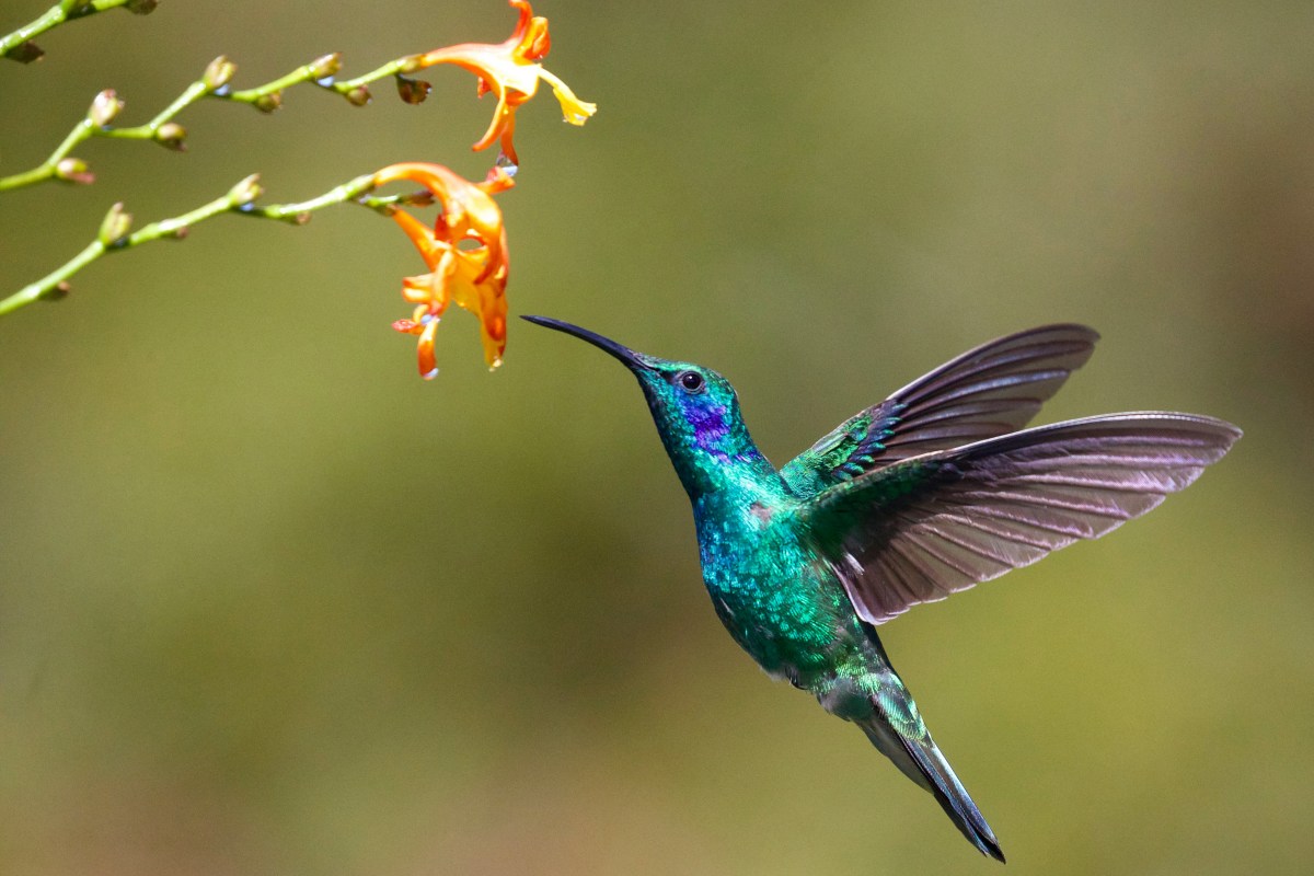 The Best Plants to Attract Hummingbirds