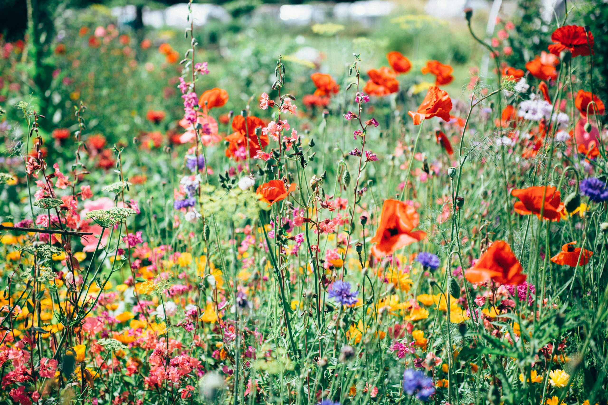 How to Combine Perennial Flowers for a Rainbow Garden