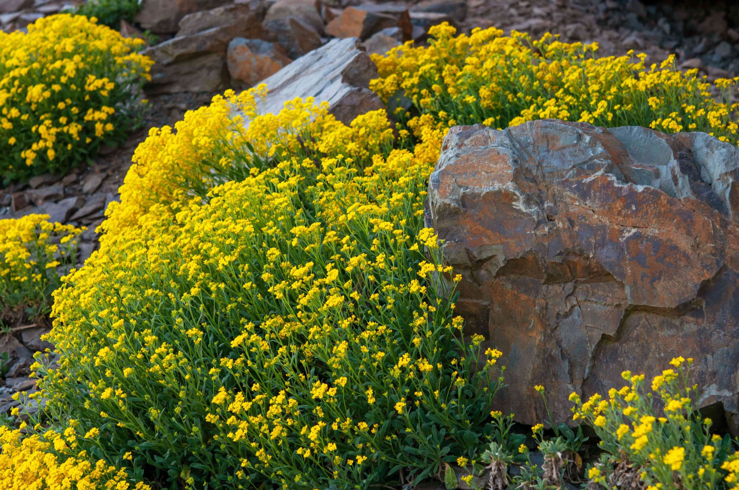 Perennial Flowers for Dry, Rocky, and Gravelly Soils